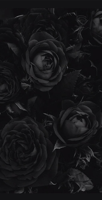 Black Rose, hybrid_tea_rose, petal HD phone wallpaper