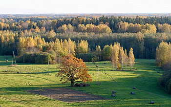 Autumn Fields, autumn, trees, Latvia, fields HD wallpaper
