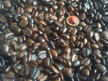 coffe time for good changes..., natur, sunshining, forces of nature, rainbow HD wallpaper