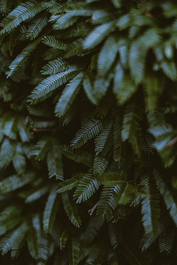 Plant branches, small leaves, green HD phone wallpaper