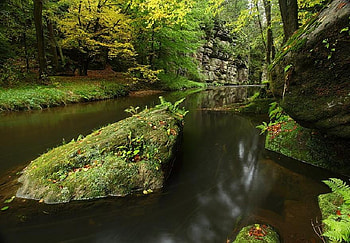 Down River, moss, ferns, rocks, secluded, quiet, leaves, green, trees, woodland, river bank, water HD wallpaper