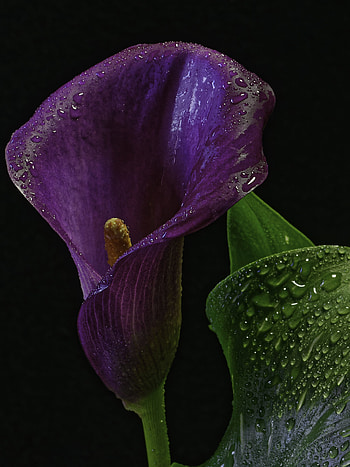 Water drops, Calla Lilies HD phone wallpaper