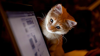 PC cat , Computer delight, High-resolution feline, purrfection HD wallpaper