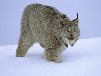 Animals, Winter, Snow, Bobcats HD wallpaper