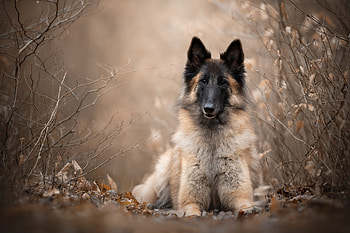 Belgian Shepherd, Beautiful , Purebred dog, Herding breed HD wallpaper