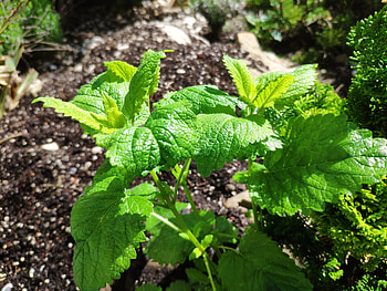 Lemon Balm, Mint leaves, Herbal remedy, Refreshing flavor HD wallpaper