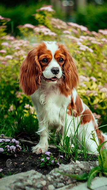 Dogs, Spaniel Dog HD phone wallpaper