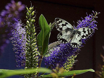 butterfly, summer, purple, beautiful, buddleia HD wallpaper