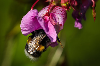 Nature, Flower, Macro, Bumblebee HD wallpaper