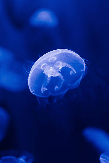 Animals, Sea, Jellyfish, Transparent, Under Water, Underwater HD phone wallpaper