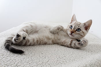 Cute domestic kitten with blue eyes lying on a fluffy rug, looking curious. HD wallpaper