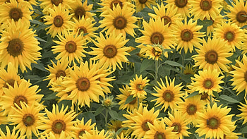 Flowers, Sunflowers, Summer, Greens, Field HD wallpaper