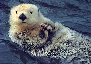 Otter , beauty, Animal backgrounds, High-quality HD wallpaper