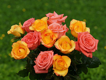 Flowers, Roses, Drops, Greens, Bouquet, Freshness HD wallpaper