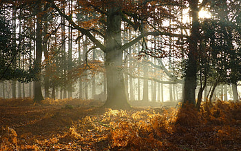 Forest in England, sunbeams, autumn, England, forest HD wallpaper