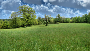 trees, grass, forests, nature HD wallpaper