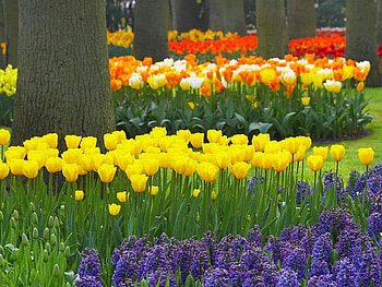 tulip garden, holland, flowers, tulips, spring HD wallpaper