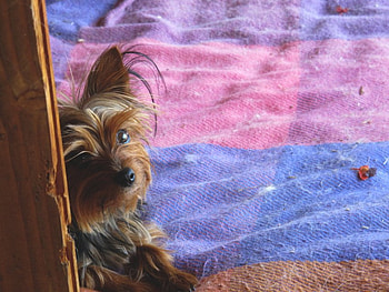 I am right here ;), sweet, dogs, beautiful, small, special, little, soul, brown, animals, love, friend, lovely, forever, sweetheart HD wallpaper