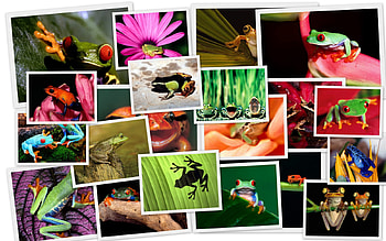 Slippery-Skin, animal, tropical, cute, frog, collage HD wallpaper