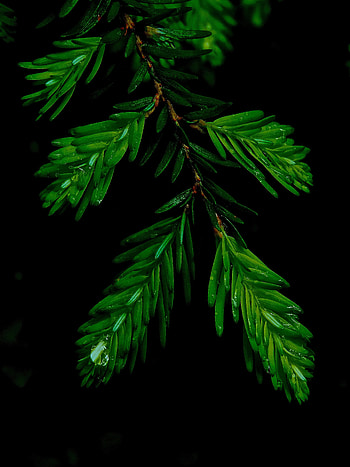 Needle, Drops, Macro, Branches HD phone wallpaper