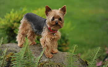 Yorkshire Terrier, , and mobile-friendly, Cute Yorkie HD wallpaper