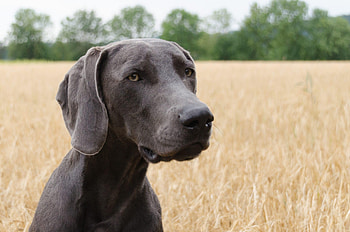Great Weimar, Great Danes HD wallpaper