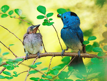 Adorable baby birds ;), blue, sunshine, two, baby bird, green, nature, adorable, forest, forever HD wallpaper