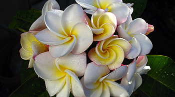 Beautiful Plumeria Bouquet, plumeria, bouquet, white plumeria, nature, flowers HD wallpaper