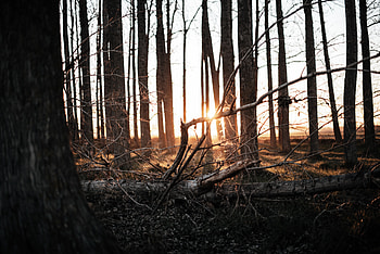 Nature, Trees, Sunset, Forest, Sunlight HD wallpaper