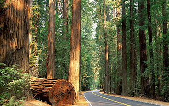 Nature, Trees, Road, Forest, Asphalt, Ancient, Mighty, Clearing, Secular, Felling HD wallpaper