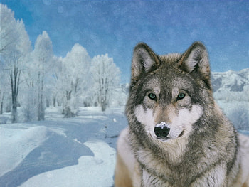 winter wolf, winter, nature, wolf, snow HD wallpaper