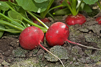 Suitable radish varieties, Pre-packing and processing, United Kingdom, Tips and recommendations HD wallpaper