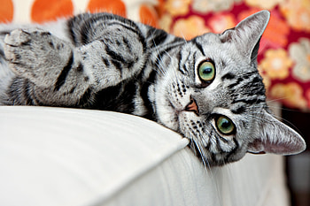 Animals, Cat, To Lie Down, Lie, Muzzle, Striped HD wallpaper