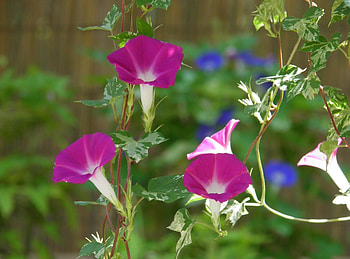 Flowers, Bindweed, Blur, Smooth, Greens, Morning Glory, Ipme HD wallpaper