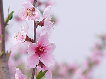 Plants, Flowers HD wallpaper