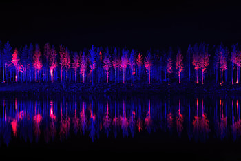 Trees And Neon Night, neon, artist, artwork, digital-art HD wallpaper