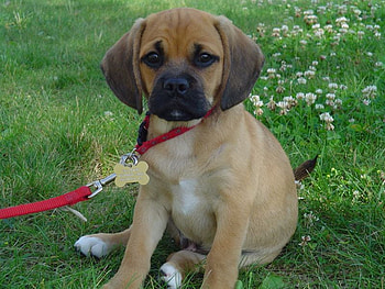 only a face a mother could love, cute, puppy, loveable, adrable HD wallpaper