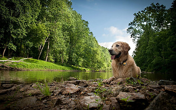 Animals, Rivers, Trees, Grass, Stones, Lake, Dog, Wet, Mud, Dirt HD wallpaper