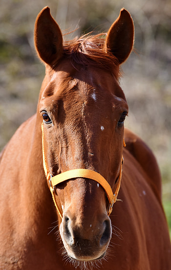 Brown, horse, animal, muzzle HD phone wallpaper