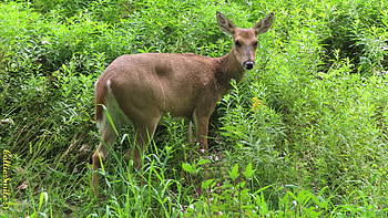 Grazing Doe, whitetai1, plants, deer, green, whitetail doe, flowers, grass, grazing HD wallpaper