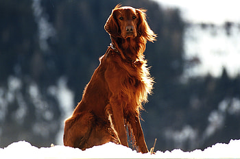 Animals, Snow, Dog, Wind, Setter HD wallpaper
