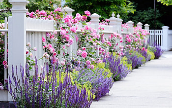Woodland sage and roses, Flower Garden HD wallpaper