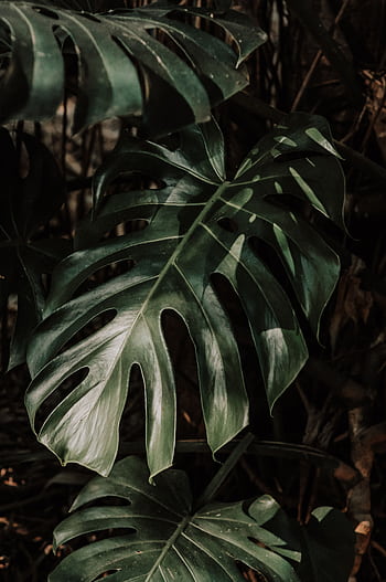 A close-up shot of lush Monstera leaves with dramatic lighting and shadows. HD phone wallpaper