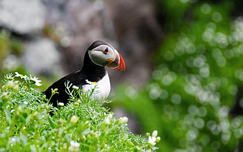 Animals, Flowers, Grass, Bird, Duck, Dead End, Cul-De-Sac HD wallpaper