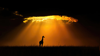Giraffe In Masai Mara National Reserve, giraffe, animals, evening, sunset HD wallpaper