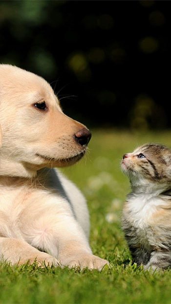 Cat And Dog, watching each other, dog loves cat, petlovers, cute animals HD phone wallpaper