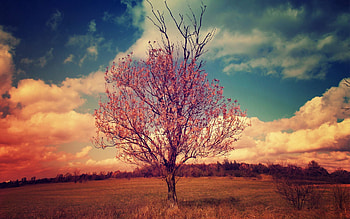 Landscape, Nature, Clouds, Wood, Tree, Crown, Krone, Branches HD wallpaper