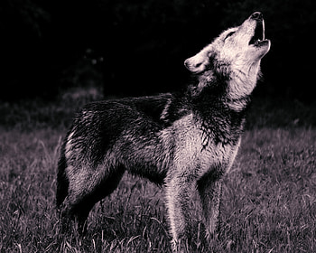 Animals, Predator, Wolf, Bw, Chb, Howl HD wallpaper