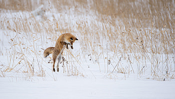 Animals, Winter, Snow, Fox, Animal, Bounce, Jump, Hunting, Hunt HD wallpaper