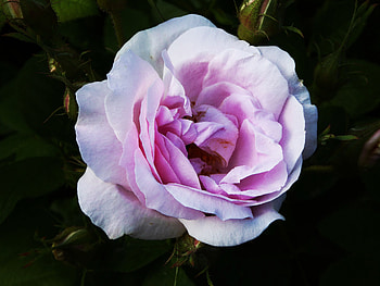 Flowers, Rose Flower, Rose, Petals, Bud HD wallpaper